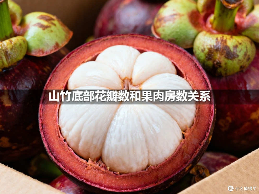 山竹底部花瓣数和果肉房数关系