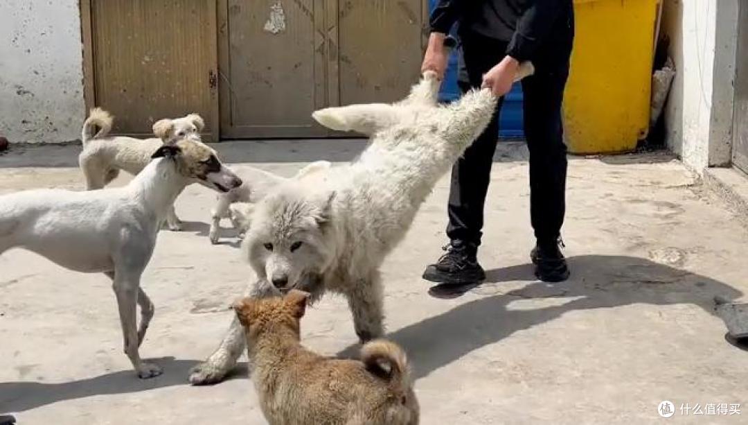 被抛弃萨摩耶，因皮肤问题毛发脱落大半，如今蜕变让人不敢相信