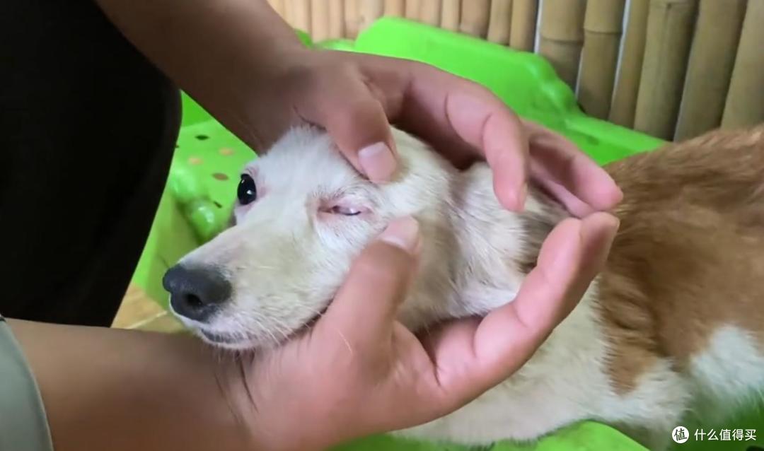 我不完美,但我很乖——独眼柯基洗澡时的样子,让人心疼又感动