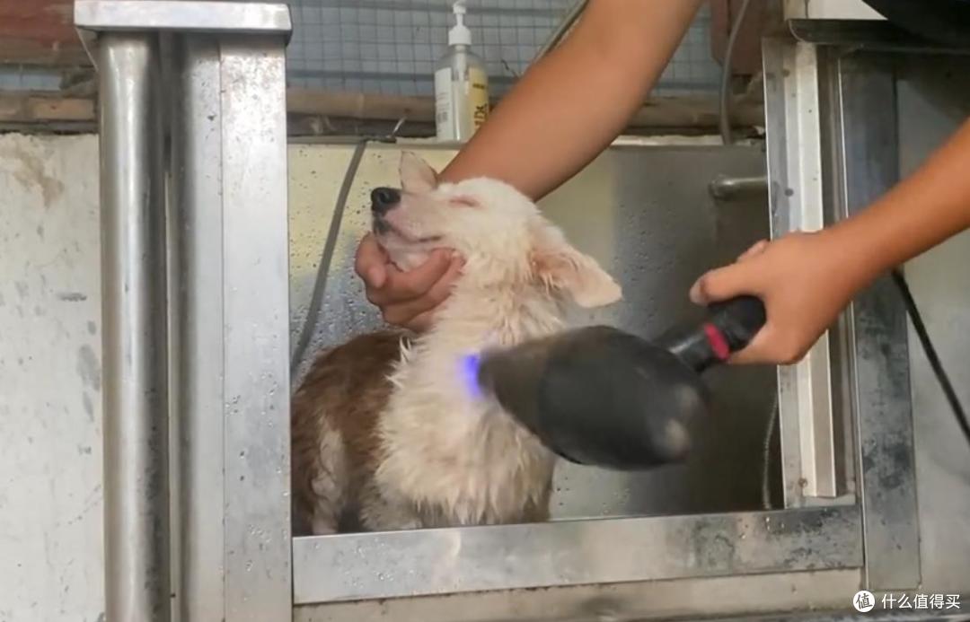 我不完美,但我很乖——独眼柯基洗澡时的样子,让人心疼又感动