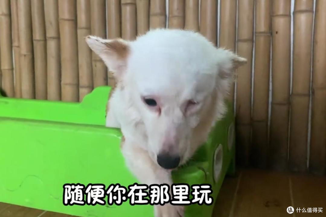 我不完美,但我很乖——独眼柯基洗澡时的样子,让人心疼又感动