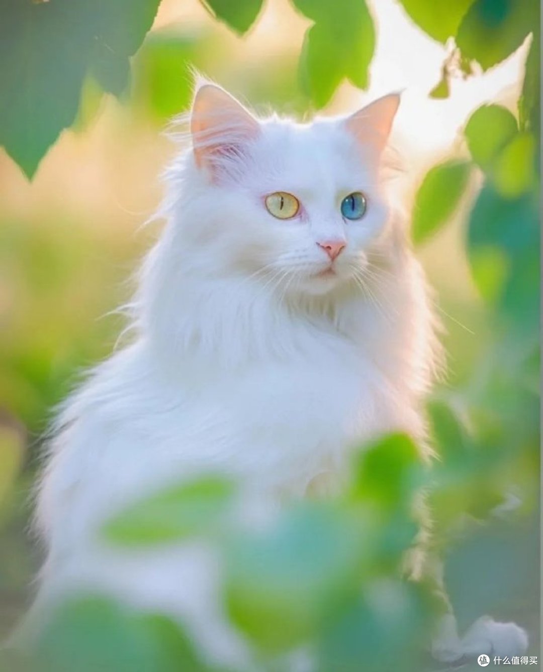 风扇吹得毛发乱飞,傻猫伸爪狂抓直接玩嗨了