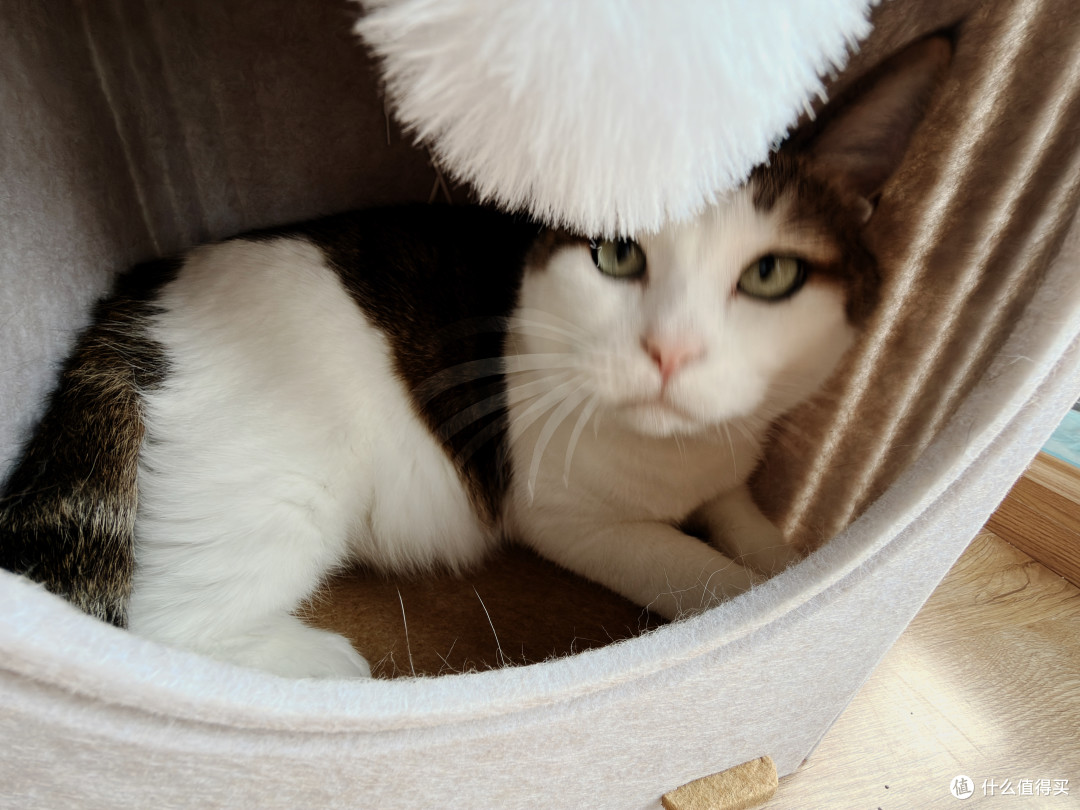 值得买定制猫窝！我家胖胖：本值友喵很满意！