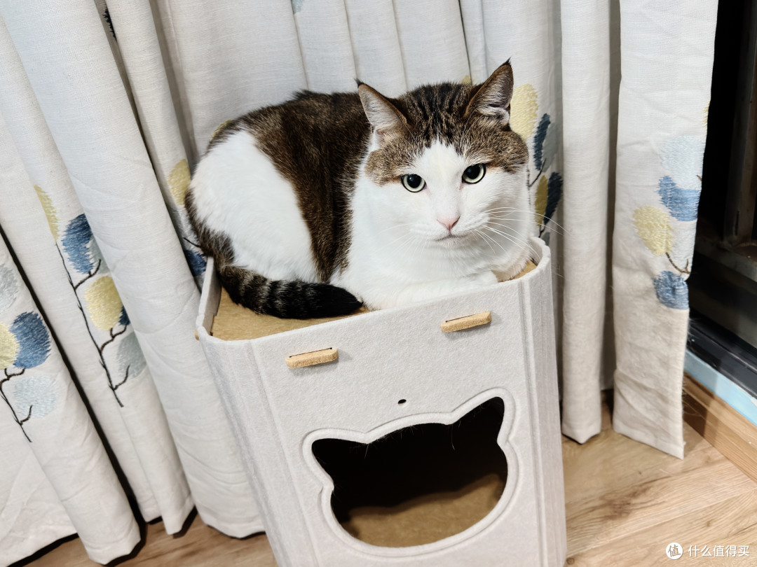 值得买定制猫窝！我家胖胖：本值友喵很满意！