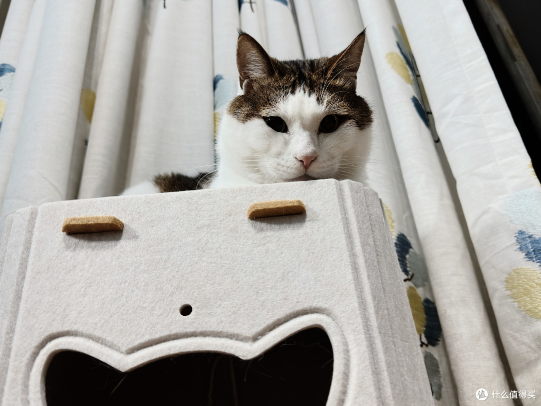 值得买定制猫窝！我家胖胖：本值友喵很满意！