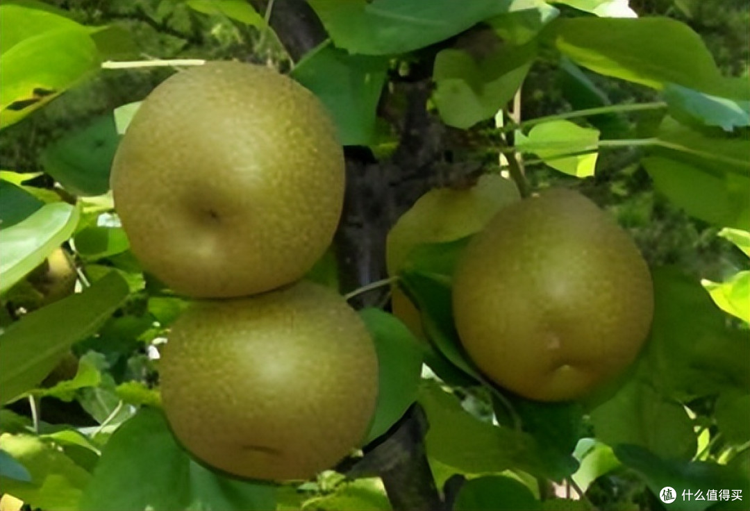 快处暑了,这“1豆2果3菜”记得端上桌,健康过秋全靠它们!