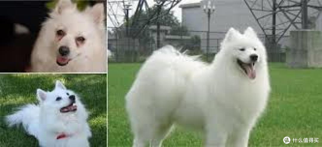 日常补水型犬湿粮怎么选?6款对比