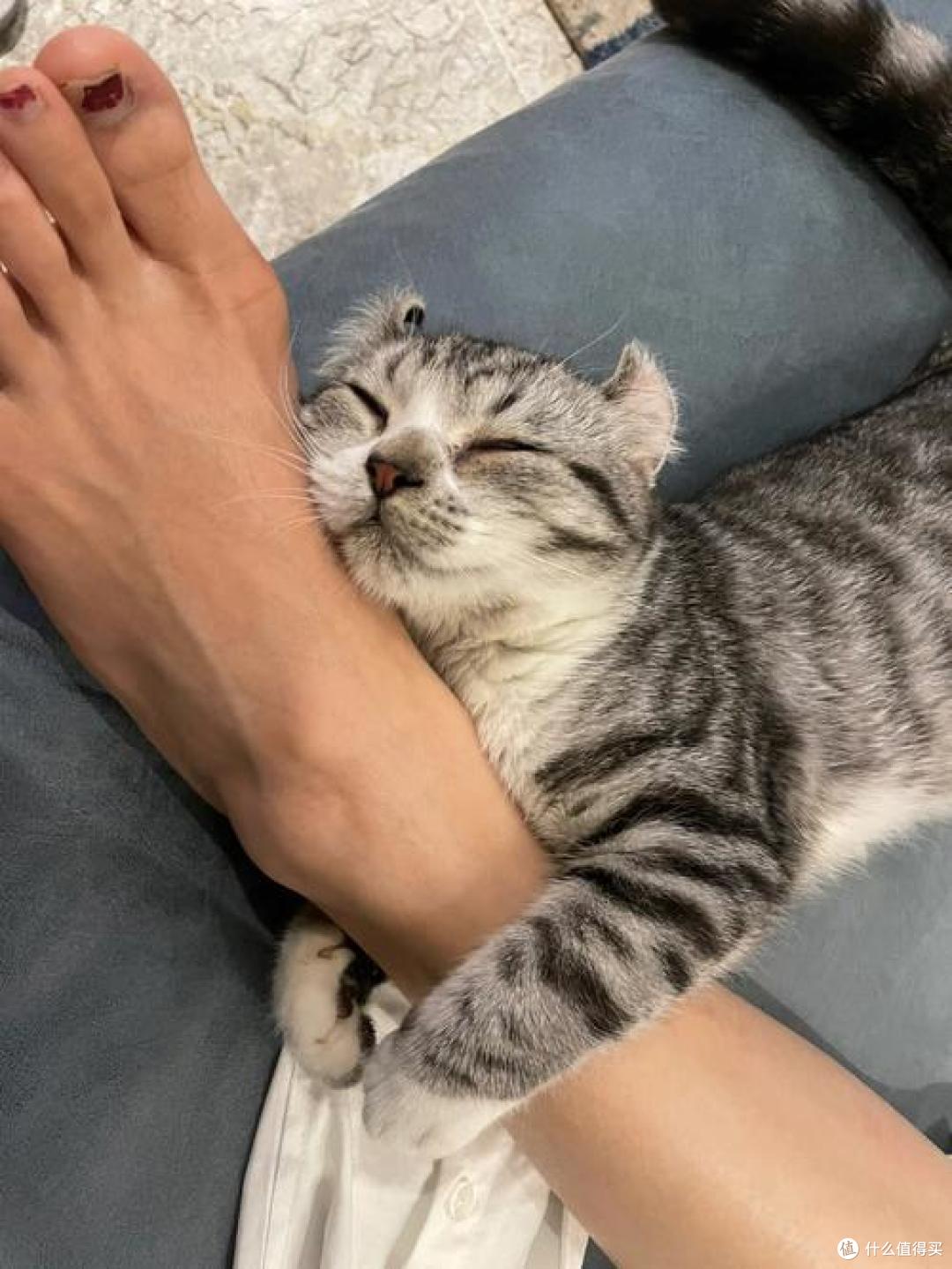 你家猫莫名独自低吼?别瞎担心,它正脑补大戏嗨着呢!