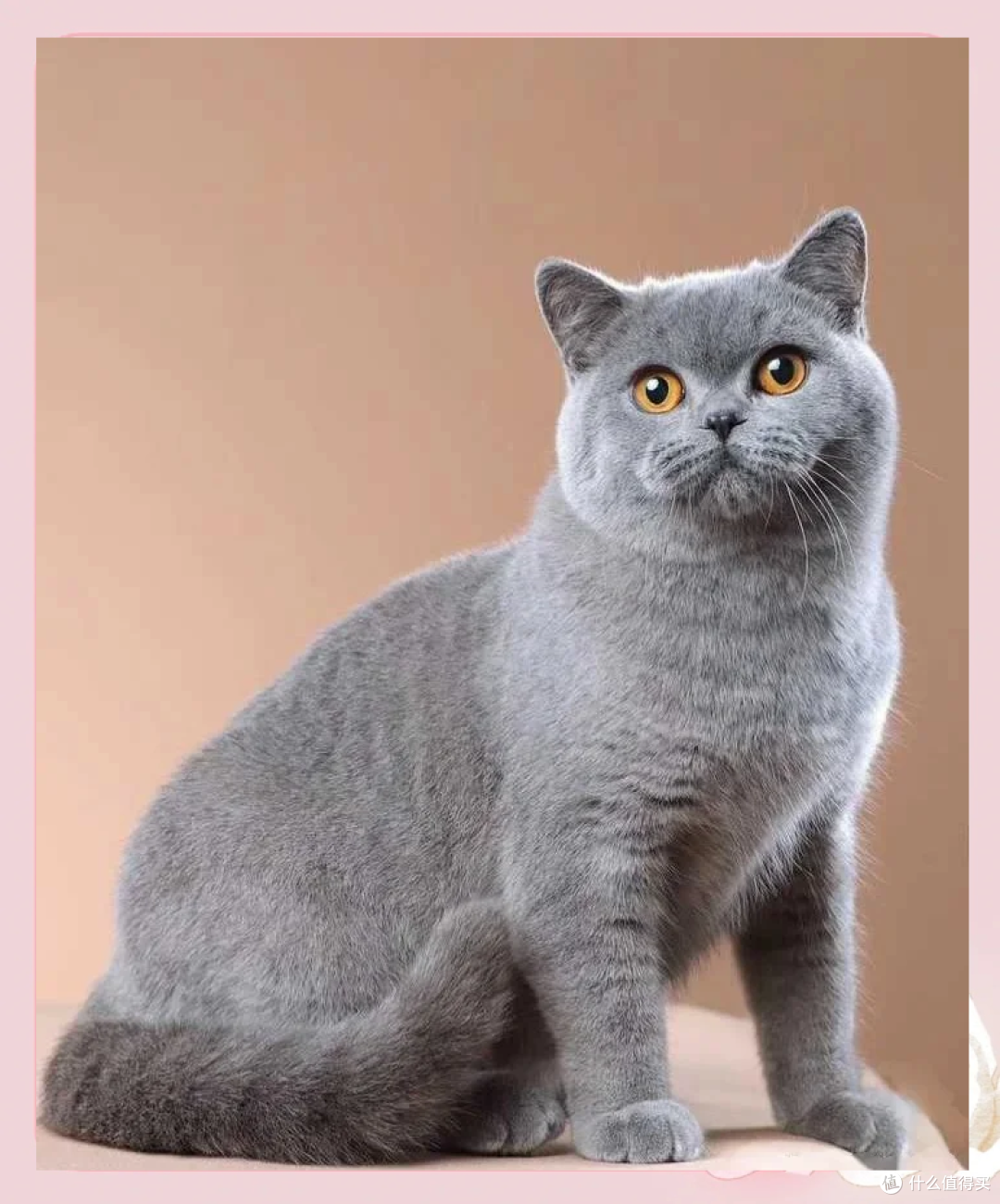 想养猫但还在纠结选哪个品种?一篇看明白👇