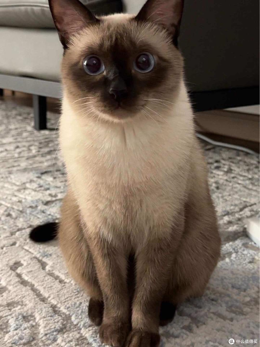 养猫前先看这篇,14种热门猫的真实“买家秀”