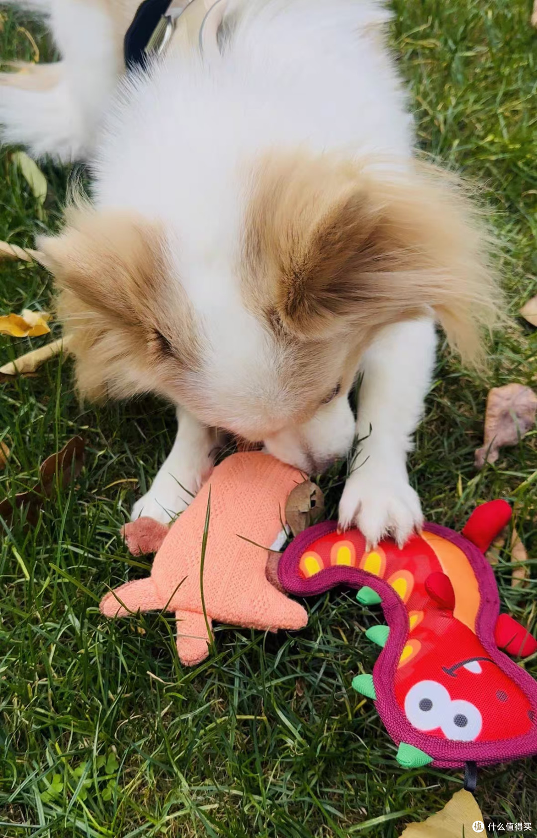 小型犬本命玩具✨飞奇 fetch 响纸发声小狗玩具