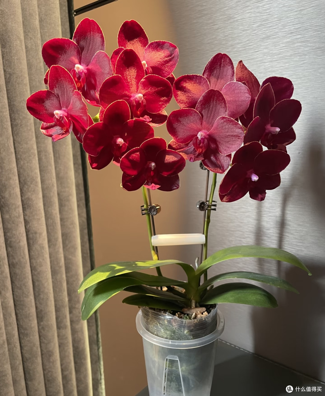 六种“旺家花”,适合客厅养,一个比一个好养,一种比一种漂亮