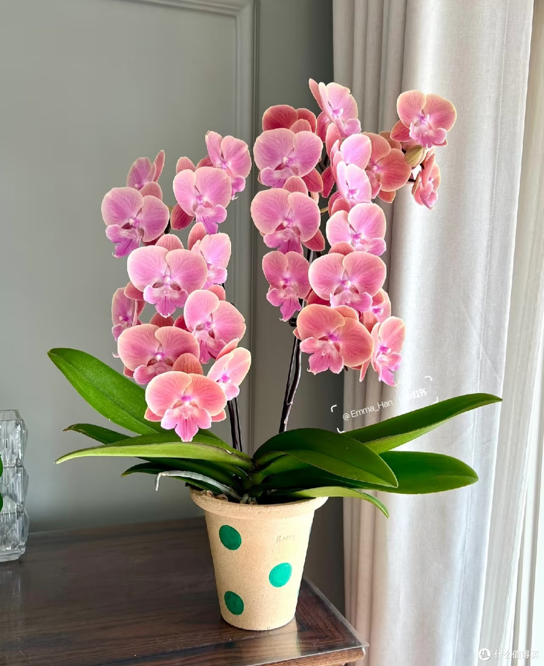 六种“旺家花”,适合客厅养,一个比一个好养,一种比一种漂亮