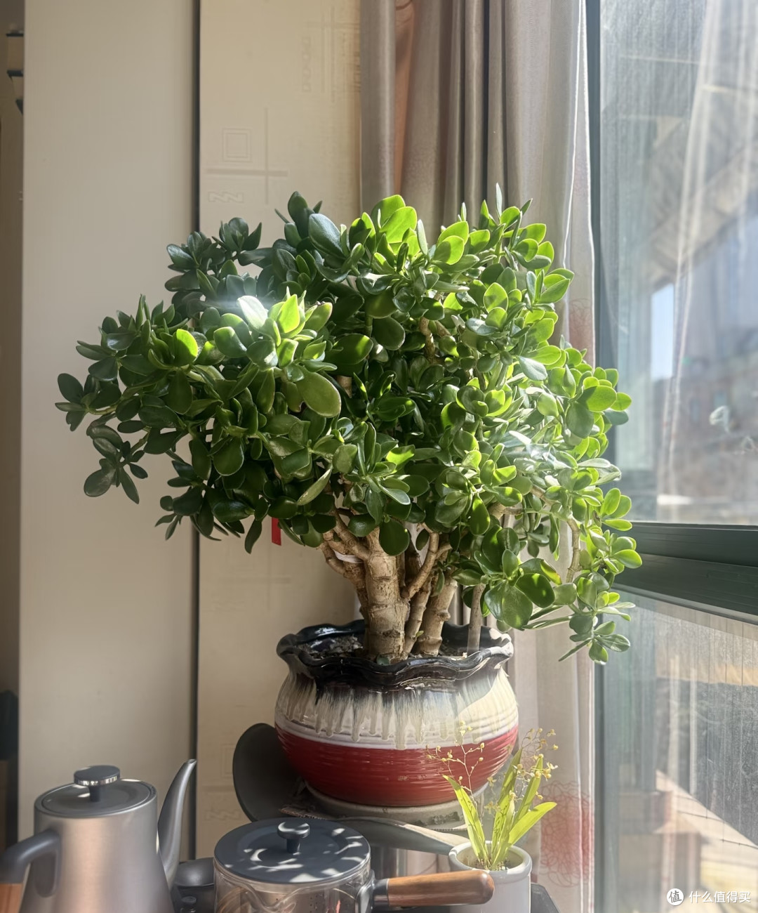 六种“旺家花”,适合客厅养,一个比一个好养,一种比一种漂亮
