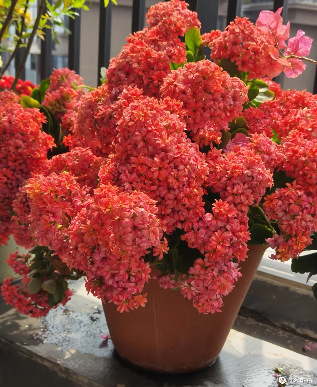六种“旺家花”,适合客厅养,一个比一个好养,一种比一种漂亮