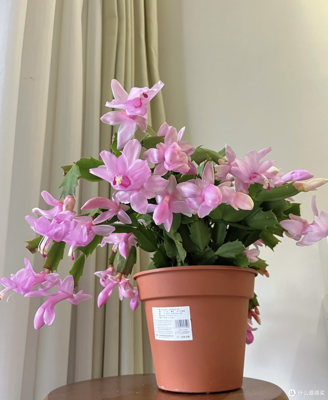 六种“旺家花”,适合客厅养,一个比一个好养,一种比一种漂亮