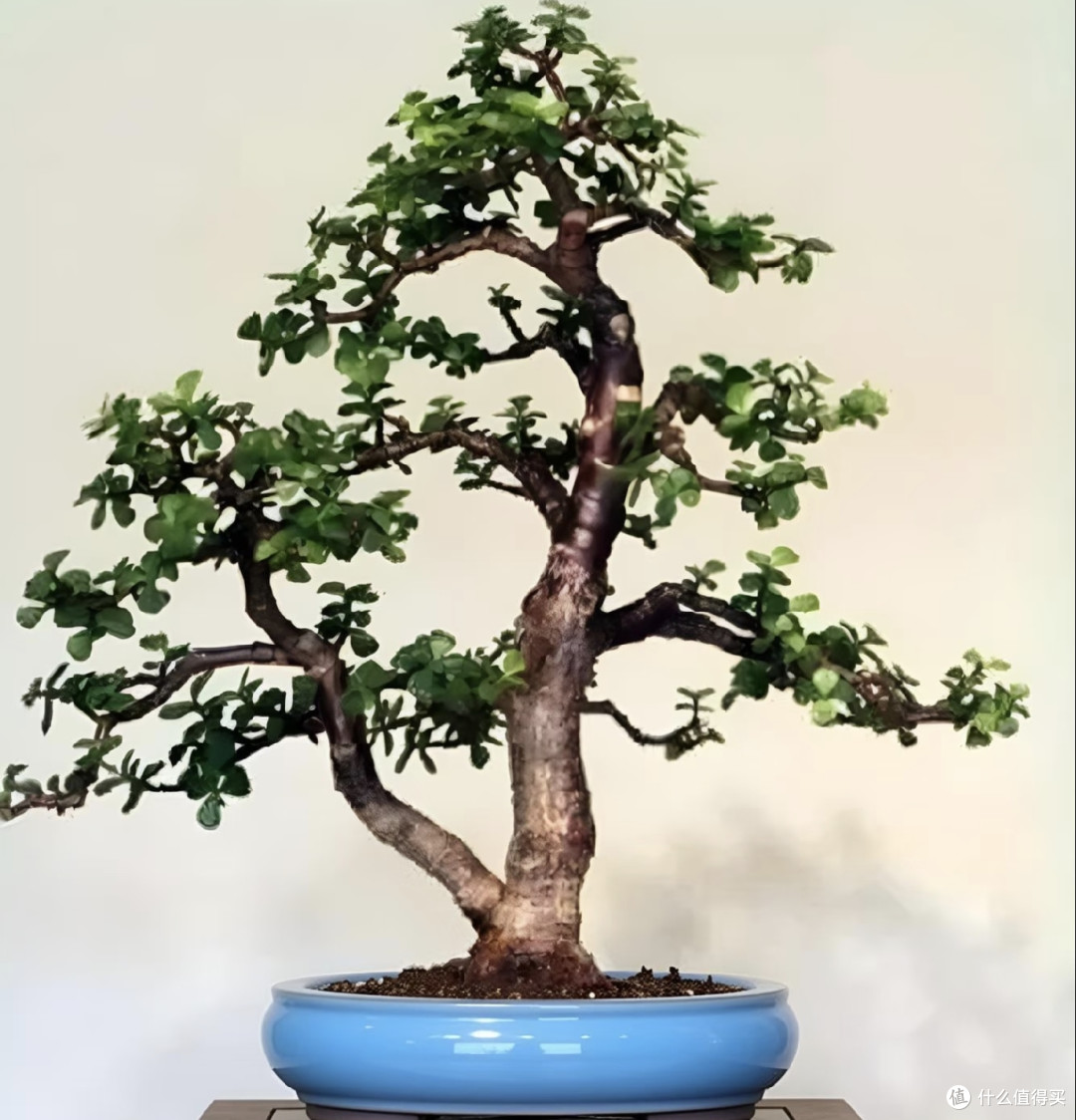 六种“旺家花”,适合客厅养,一个比一个好养,一种比一种漂亮