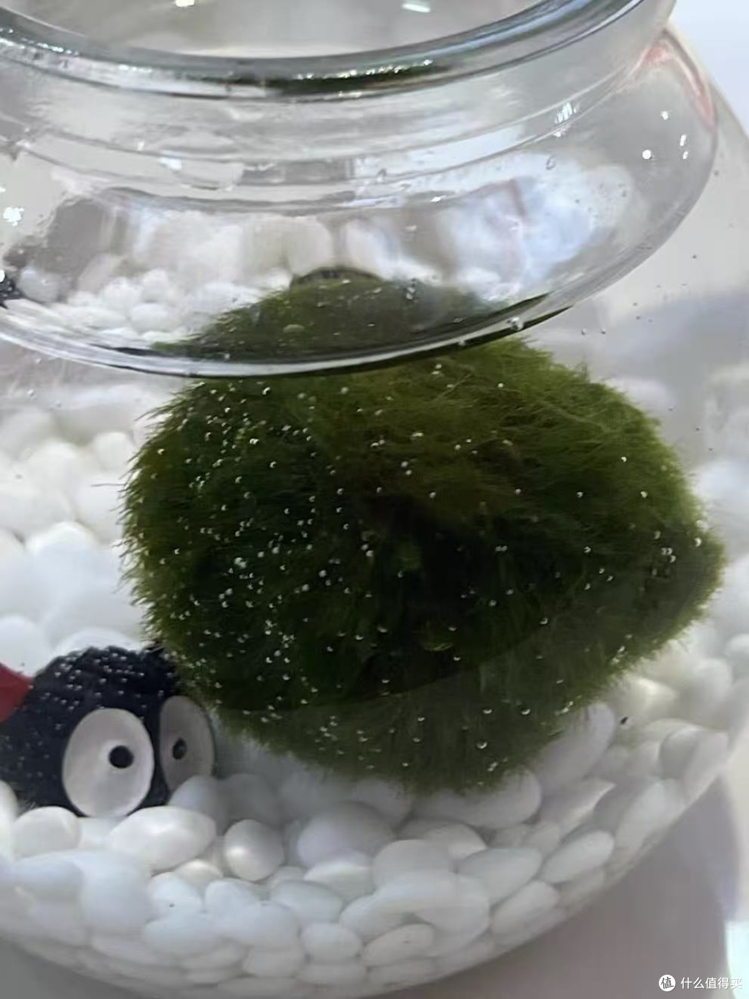 情人节小众礼物|送TA一颗会生长的爱情!