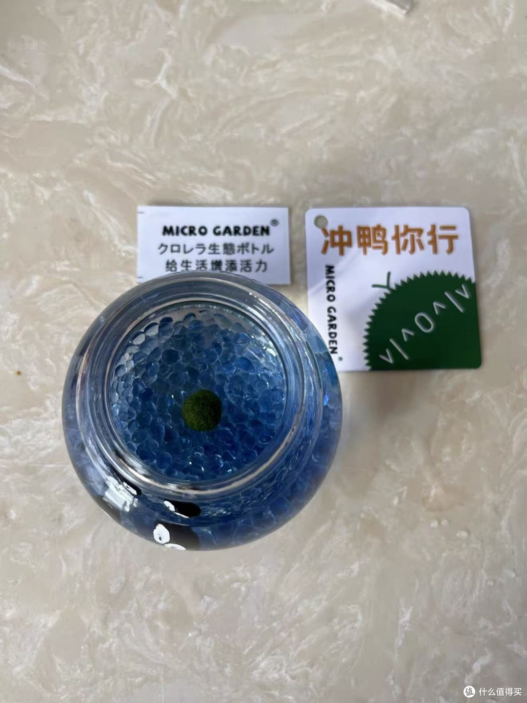 宿舍养宠平替|绿藻球让我实现"桌面宠物"自由!