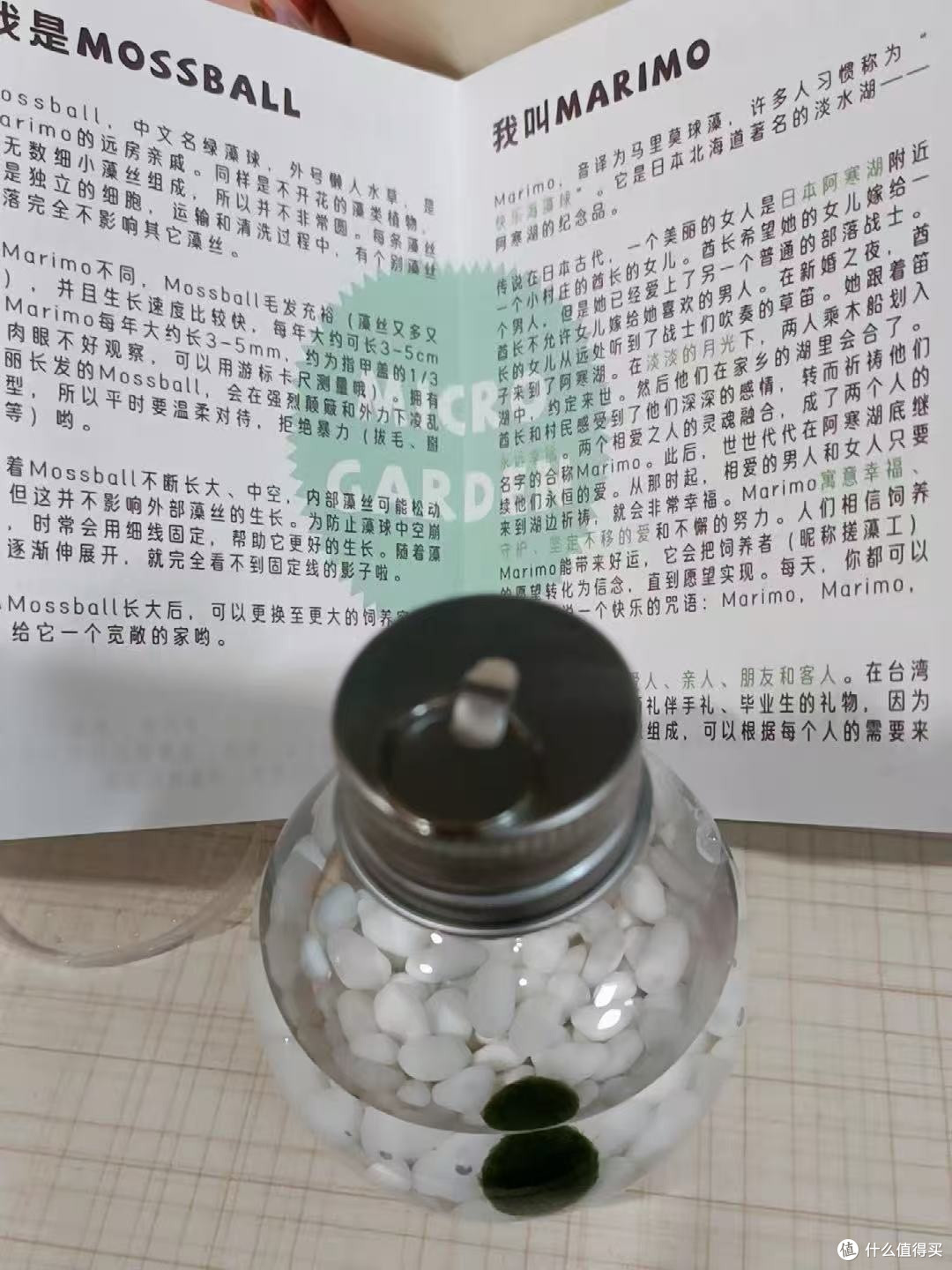 小众高级感礼物|送绿藻球比送花有品味多了!