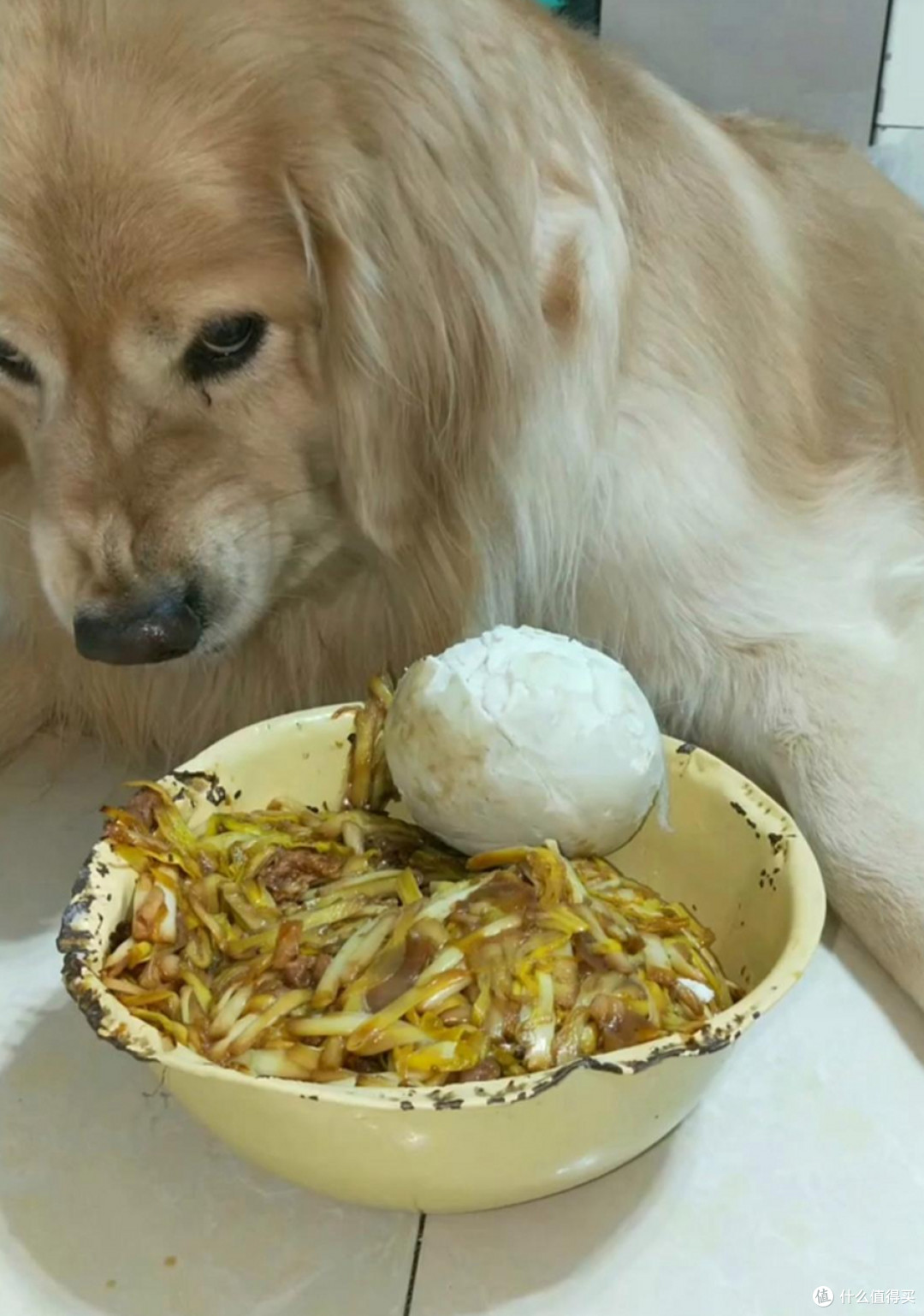 遛弯遇台阶狗子当场刹停，瞅半天算准高度才敢迈步
