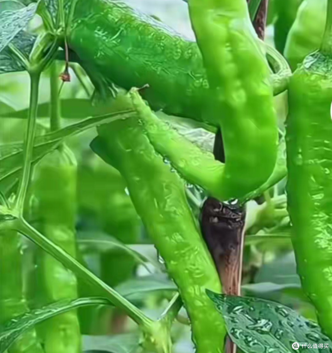 雨后这一地辣椒，看着就顺气儿