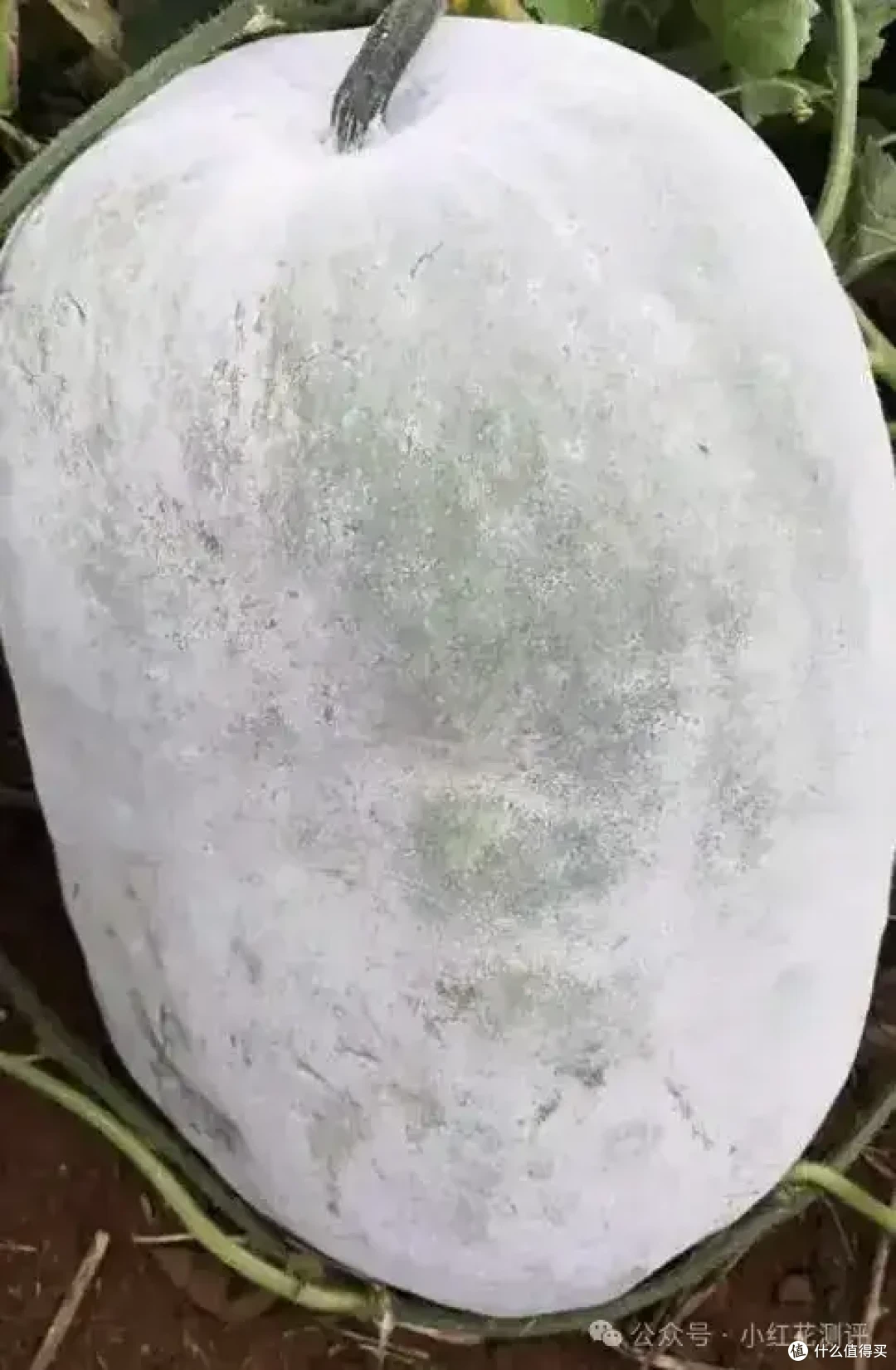 抱冬瓜睡=天然空调?半夜三点,一声爆响......