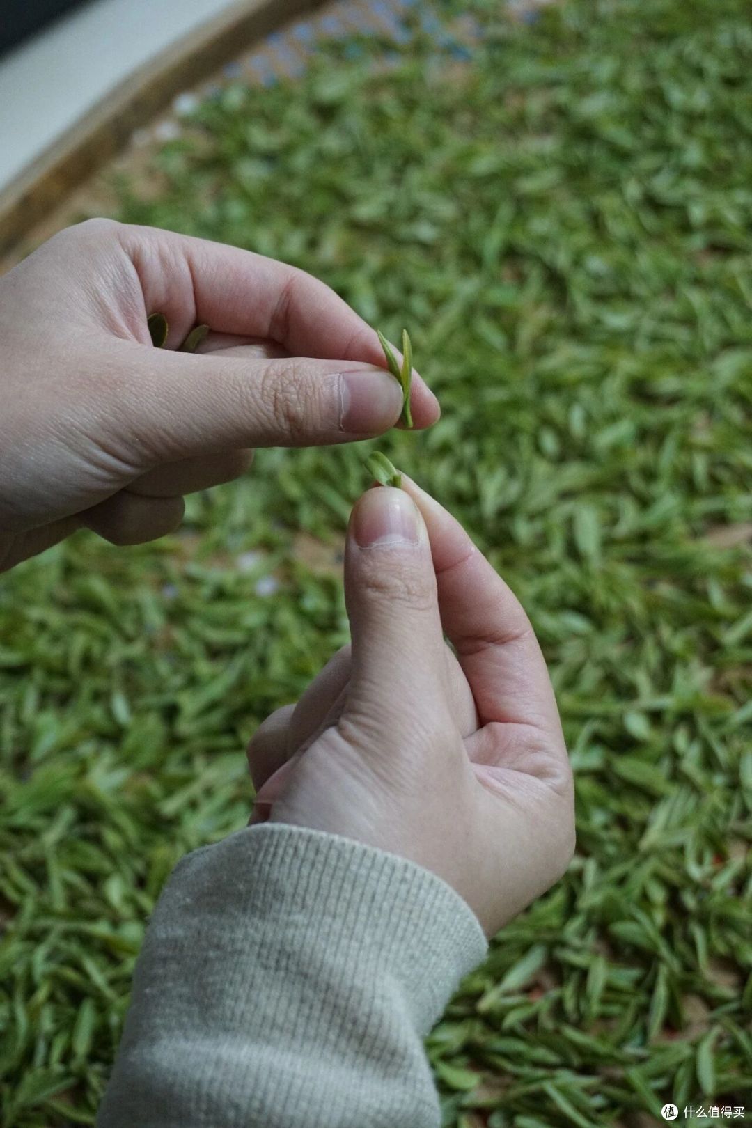 一杯西湖龙井,如何走过一千年?