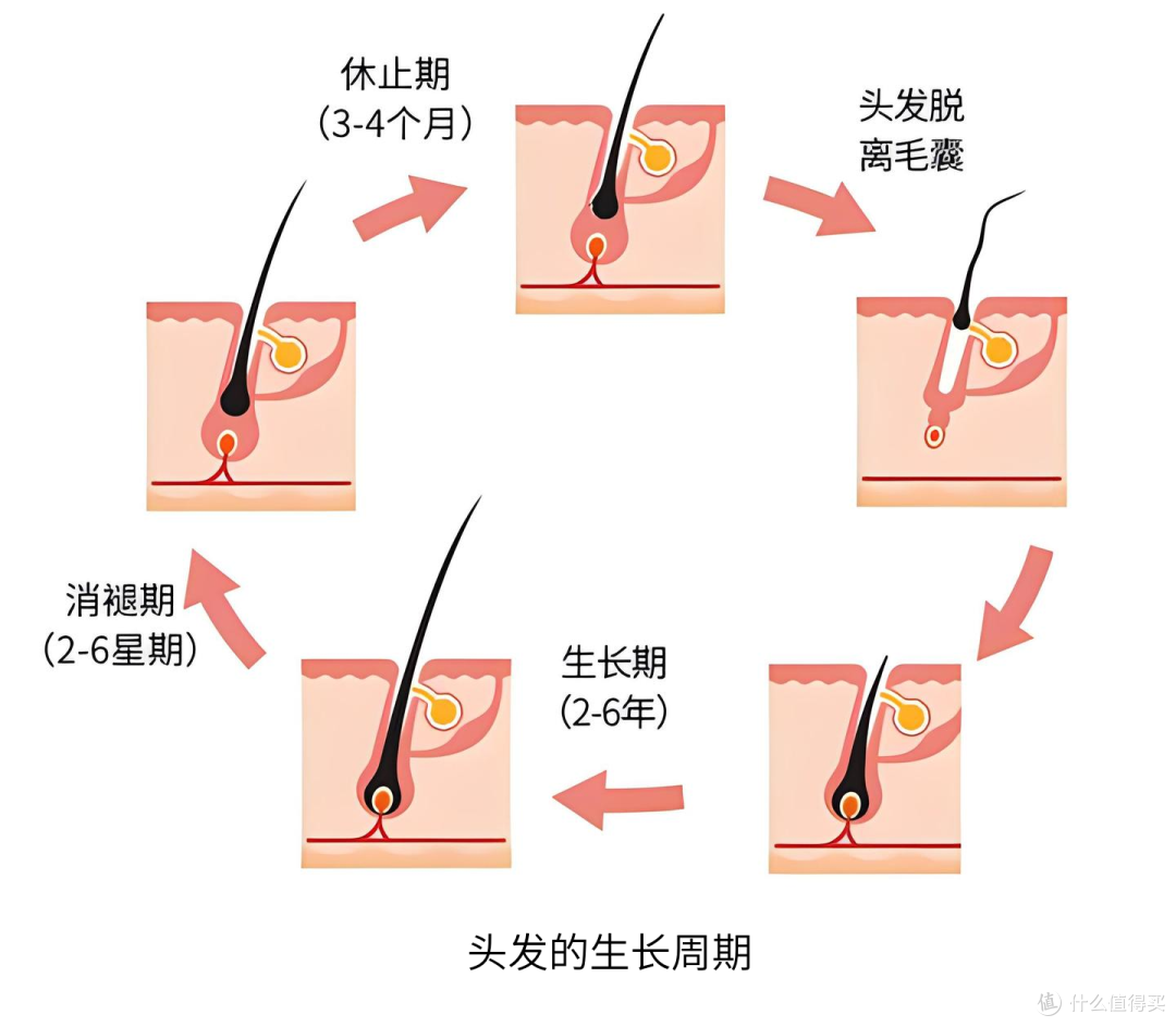 IAMIN,CAS号32999-80-7,促进头发生长多肽