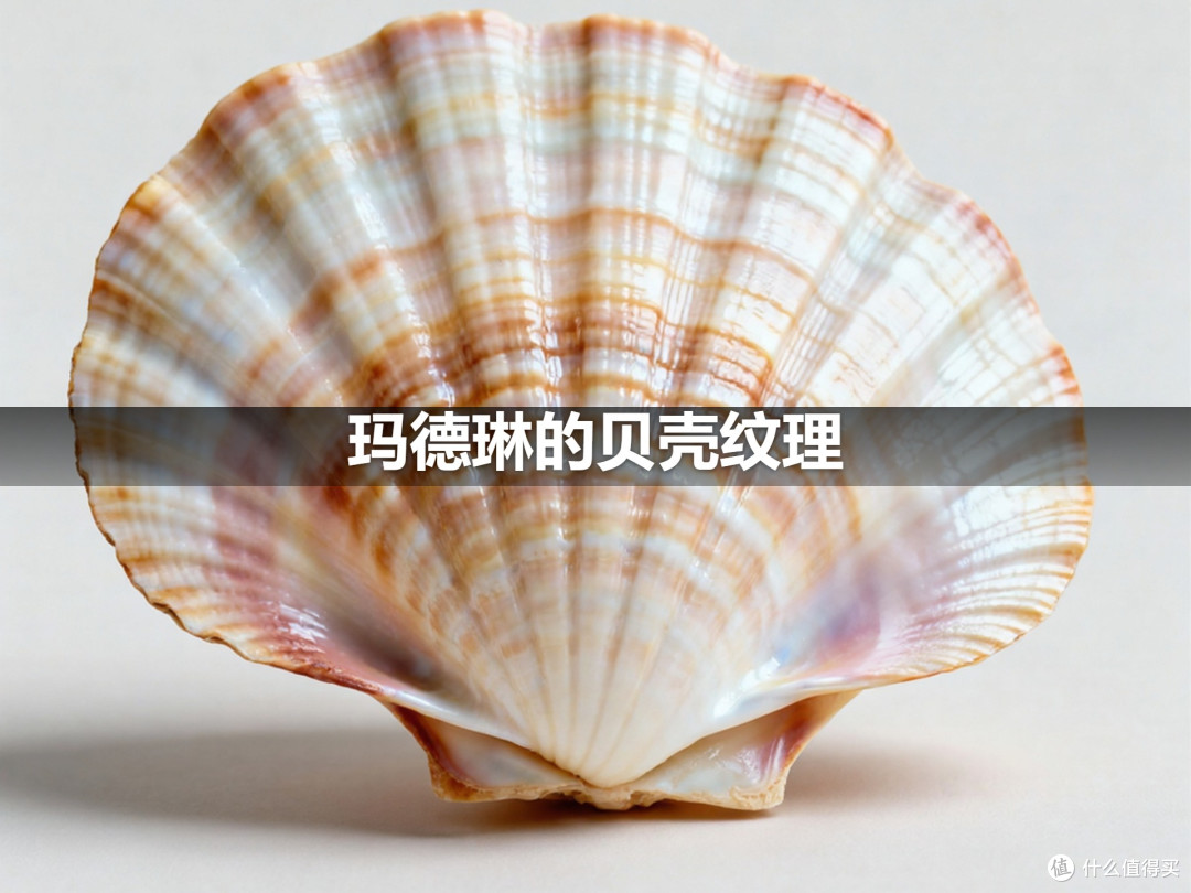 玛德琳的贝壳纹理