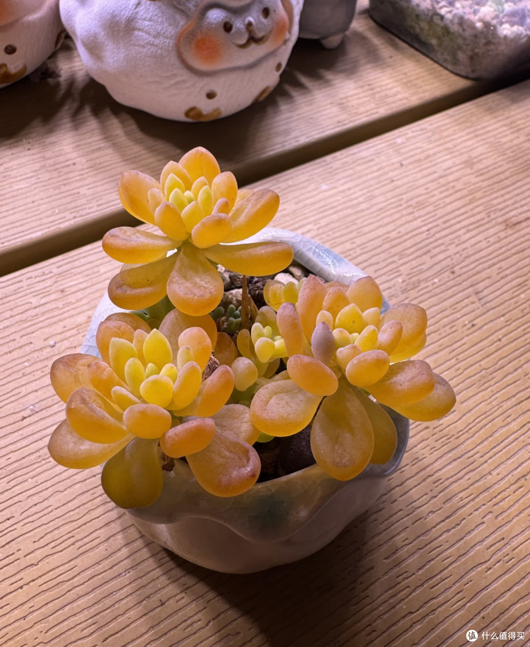 立秋后这5种花严格控肥,不然黄叶烂根,最后只剩空盆