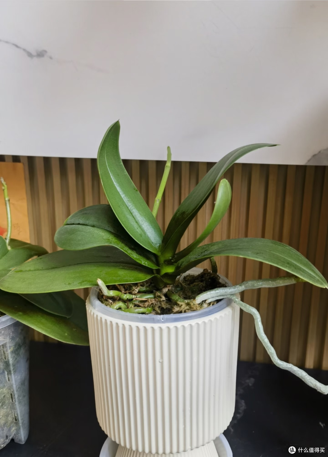 立秋后这5种花严格控肥,不然黄叶烂根,最后只剩空盆