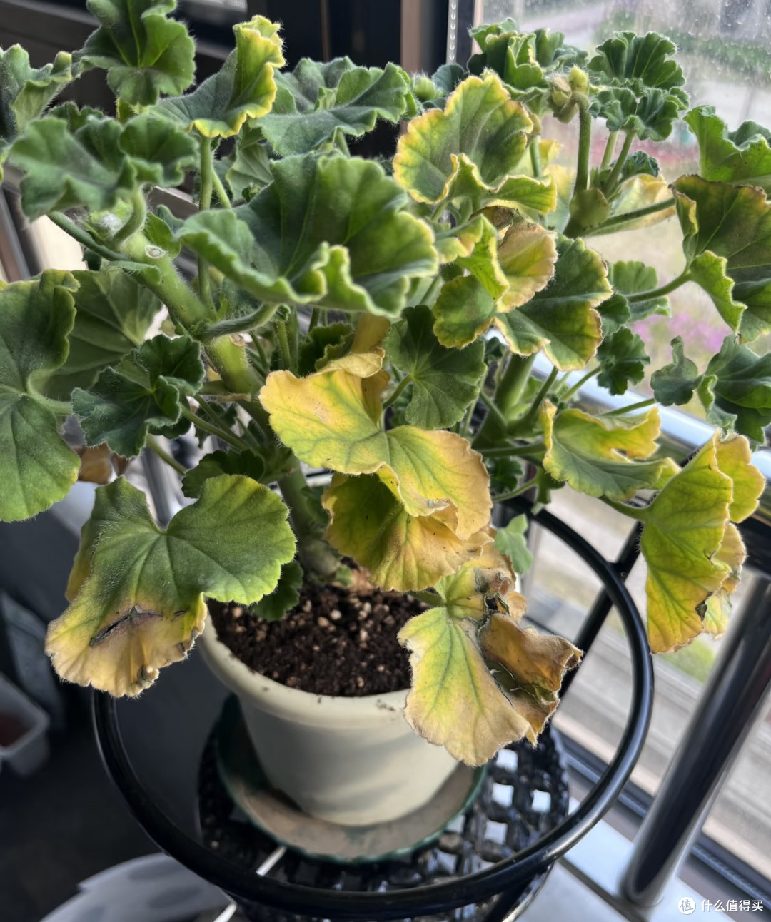 立秋后这5种花严格控肥,不然黄叶烂根,最后只剩空盆
