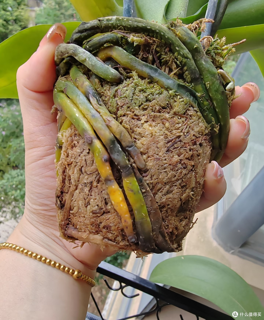立秋后这5种花严格控肥,不然黄叶烂根,最后只剩空盆