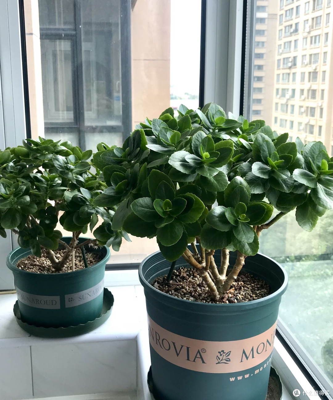 立秋后这5种花严格控肥,不然黄叶烂根,最后只剩空盆