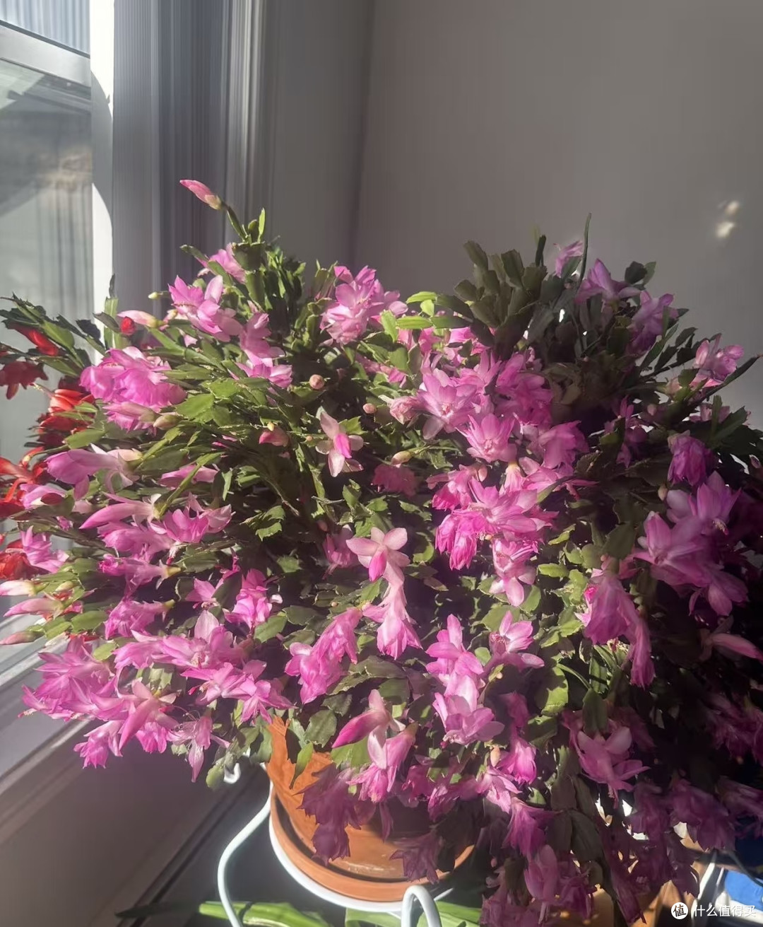 立秋后这5种花严格控肥,不然黄叶烂根,最后只剩空盆