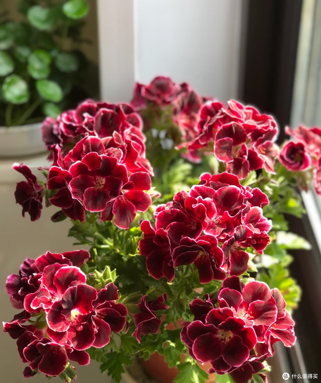 立秋后这5种花严格控肥,不然黄叶烂根,最后只剩空盆