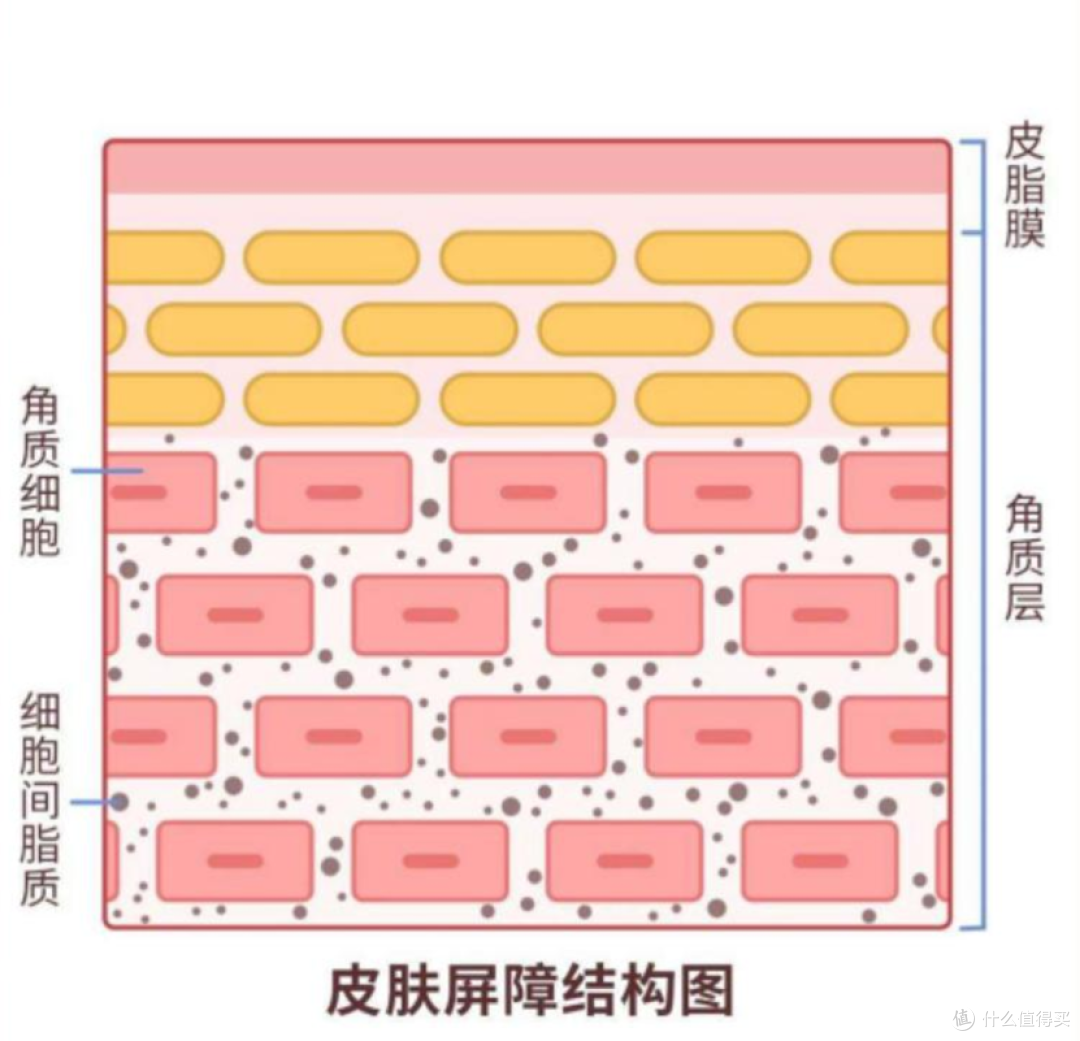 预算有限|修护型初抗老套装,温和养稳肌肤