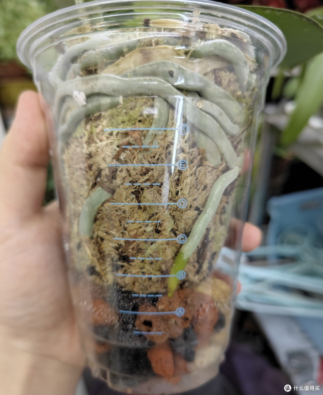 8月立秋后,蝴蝶兰迎来黄金生长期,做好这4点,过年直接开爆盆