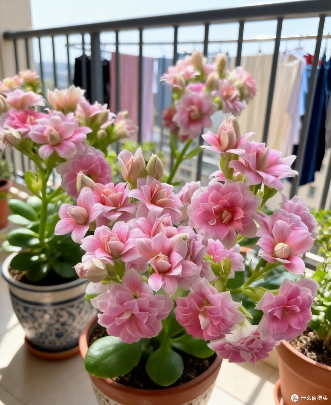 养花多年最舍不得丢的5种花,好看又讨喜,越养日子越舒心