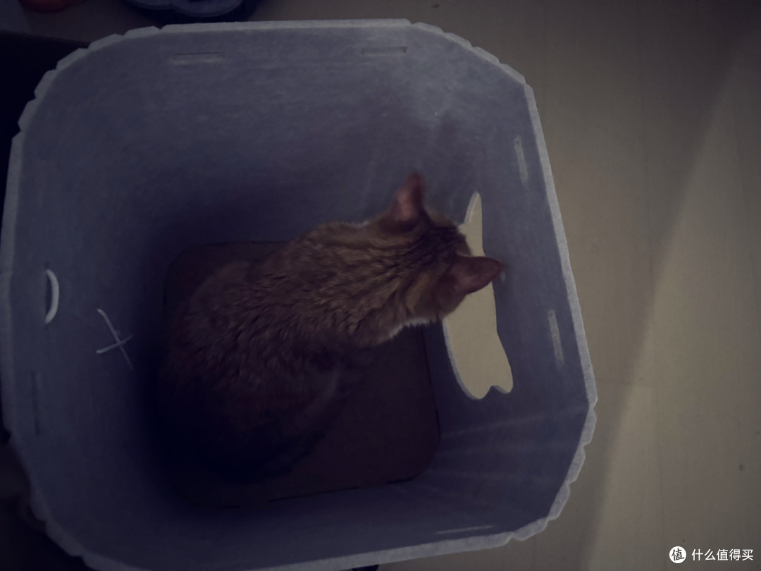 坐在猫窝里观察其他猫猫有没有来 我们橘宝看来还是很喜欢猫窝