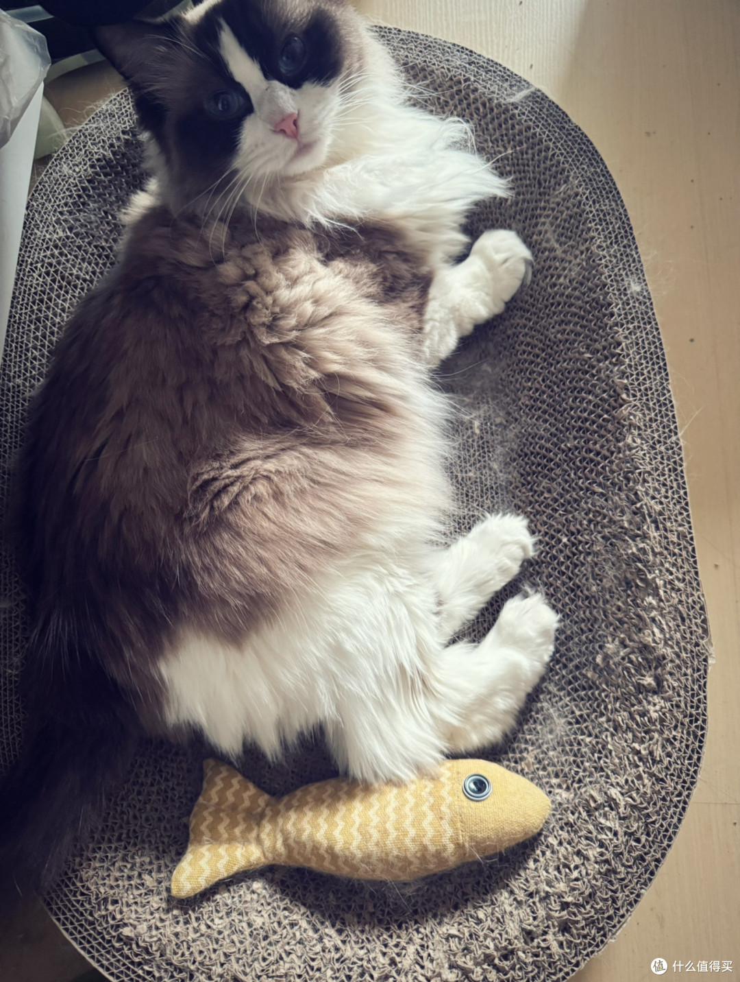 大妈的猫窝 4只猫猪试用新体验 不是样子货