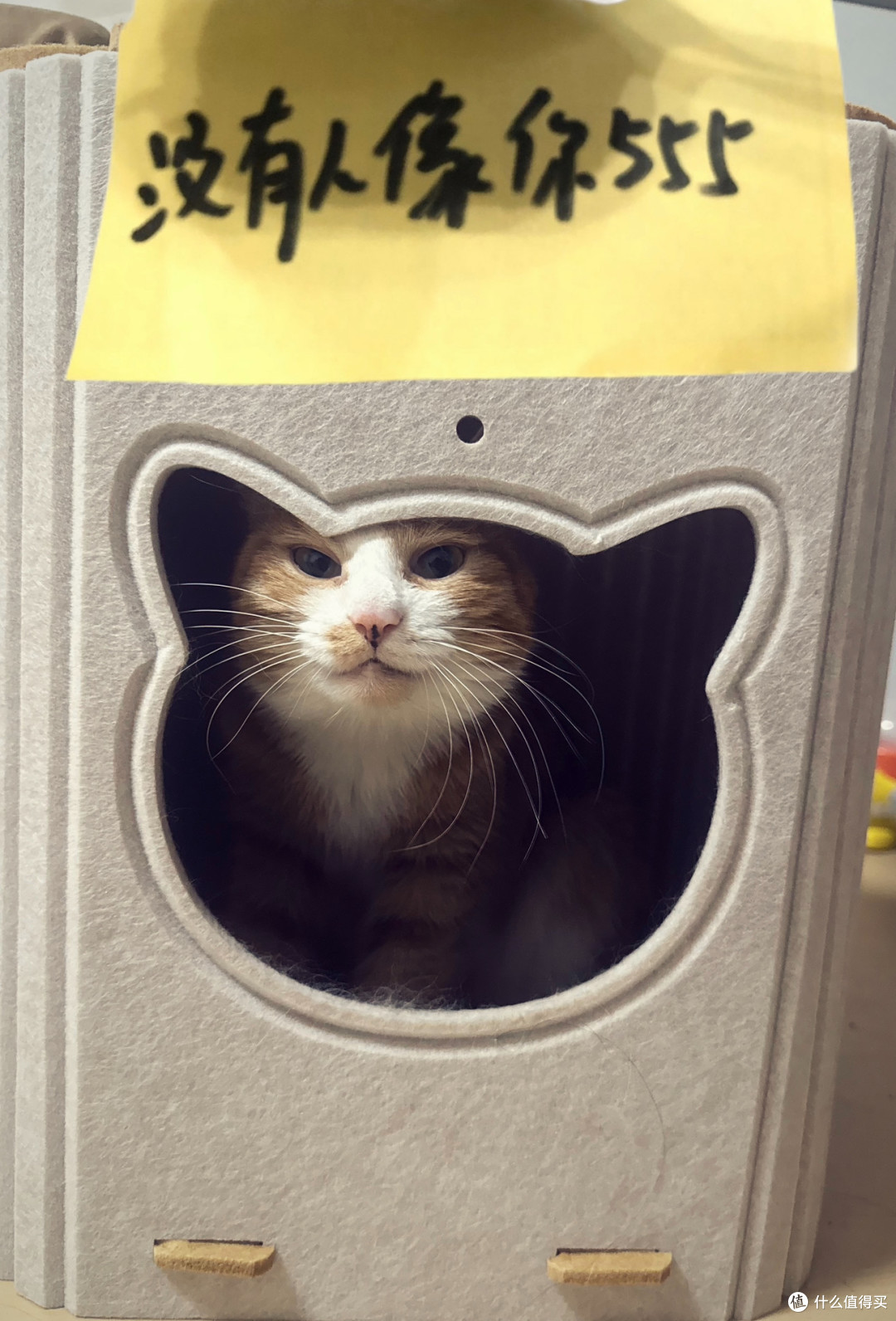 大妈的猫窝 4只猫猪试用新体验 不是样子货