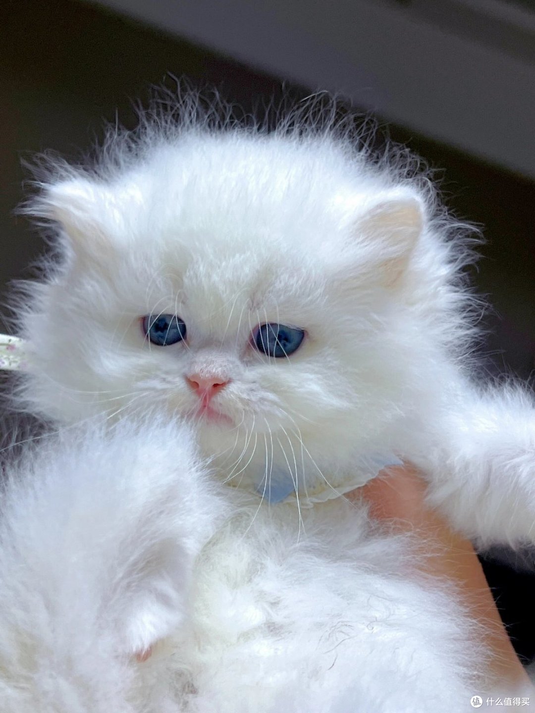 猫咪认定你的瞬间:往后余生它满眼全是你