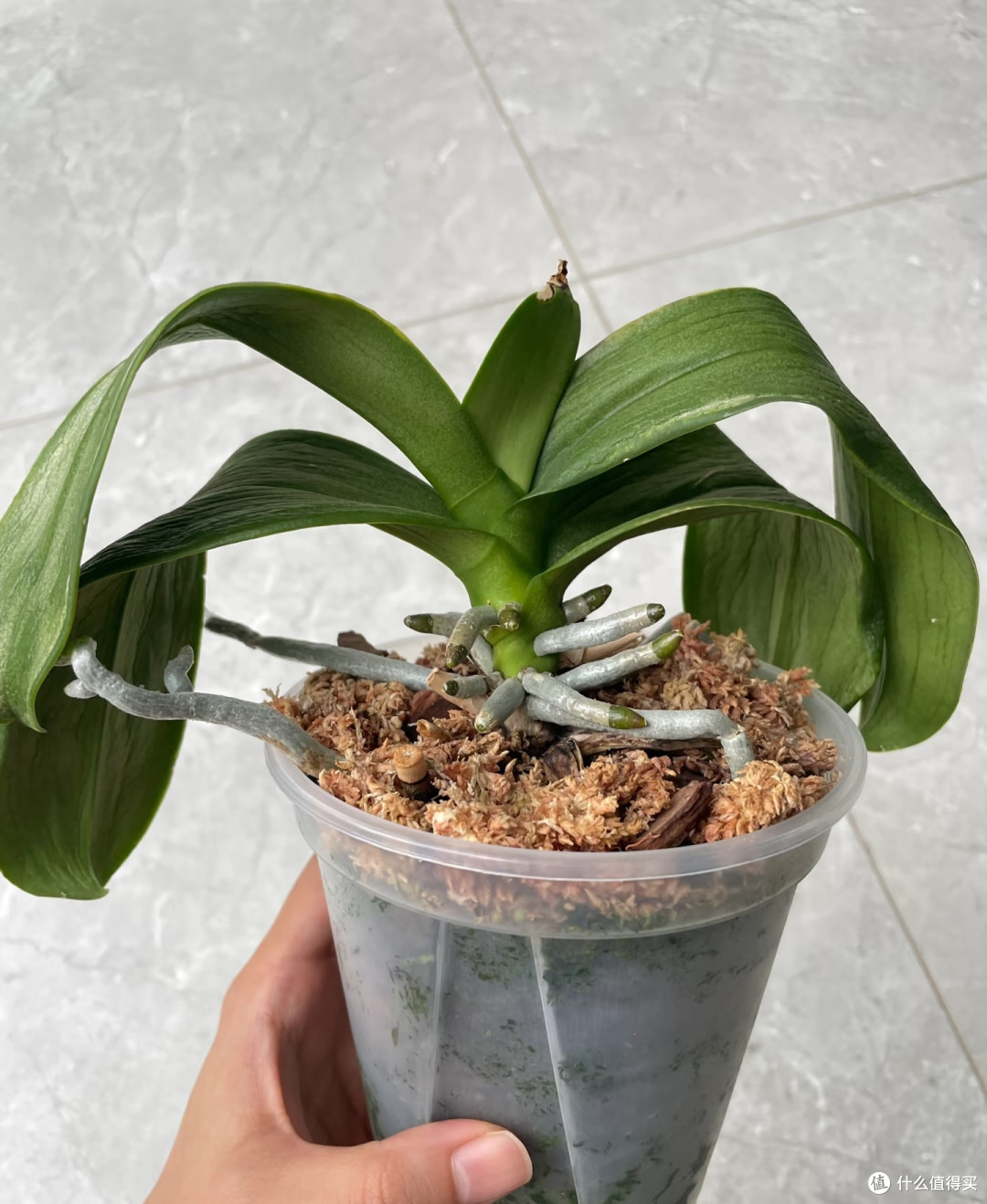 秋天千万别乱给蝴蝶兰催花,尤其是这5种情况,不开花还越长越弱
