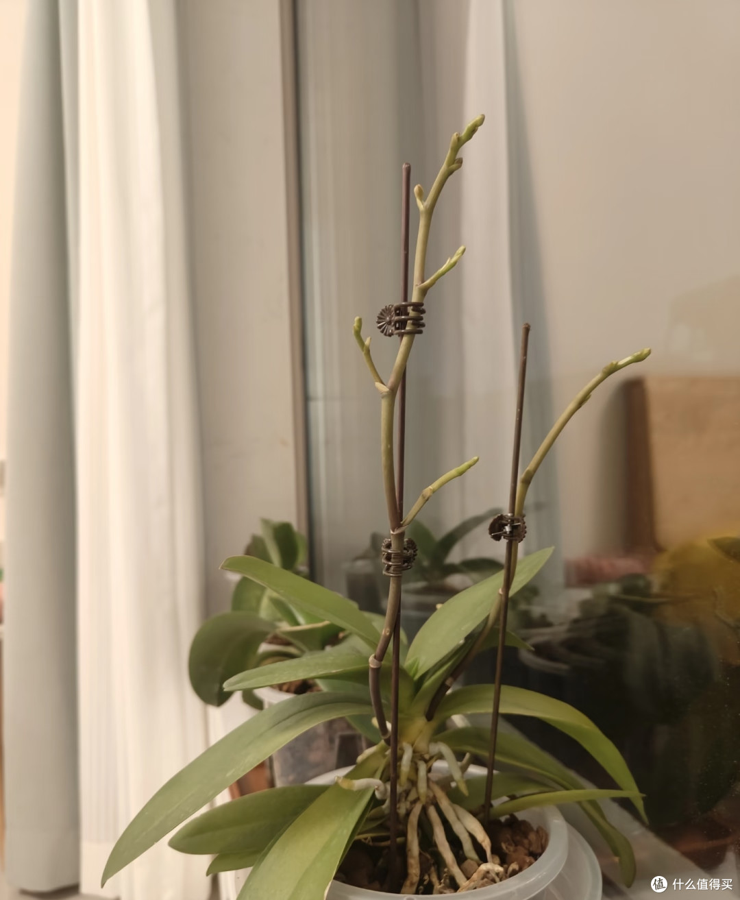 秋天千万别乱给蝴蝶兰催花,尤其是这5种情况,不开花还越长越弱