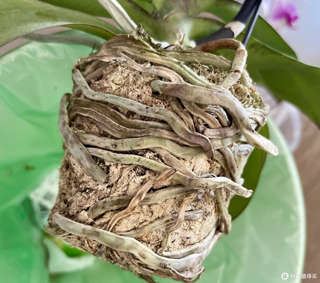 秋天千万别乱给蝴蝶兰催花,尤其是这5种情况,不开花还越长越弱