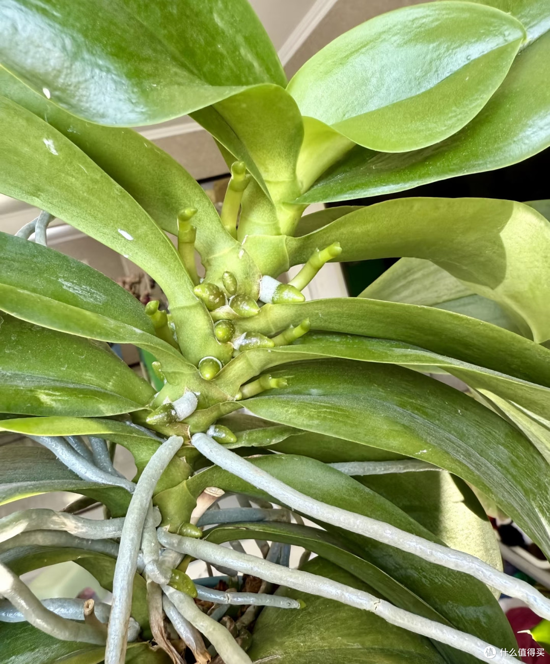 秋天千万别乱给蝴蝶兰催花,尤其是这5种情况,不开花还越长越弱