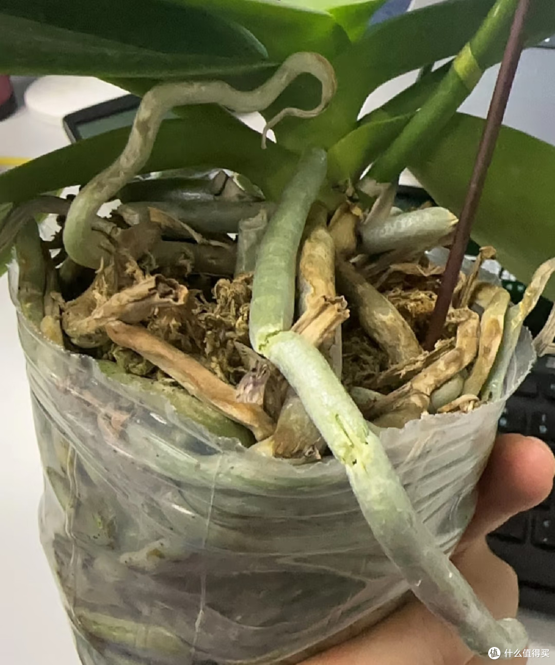秋天千万别乱给蝴蝶兰催花,尤其是这5种情况,不开花还越长越弱