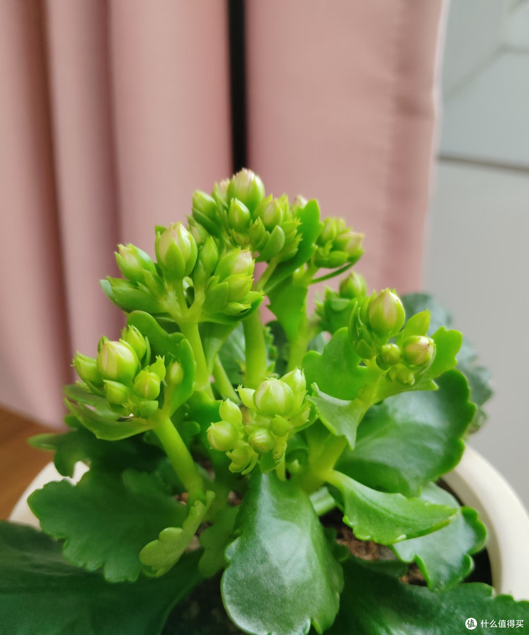 我家长寿花年年爆花,全靠秋天这几招,分享给大家!